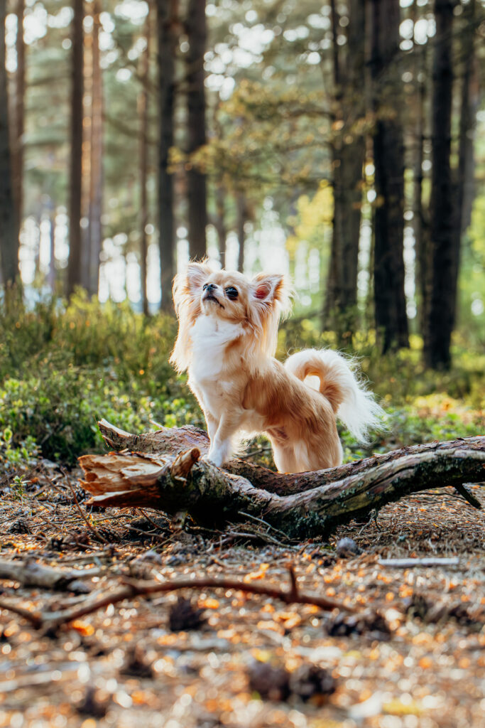 Chihuahua