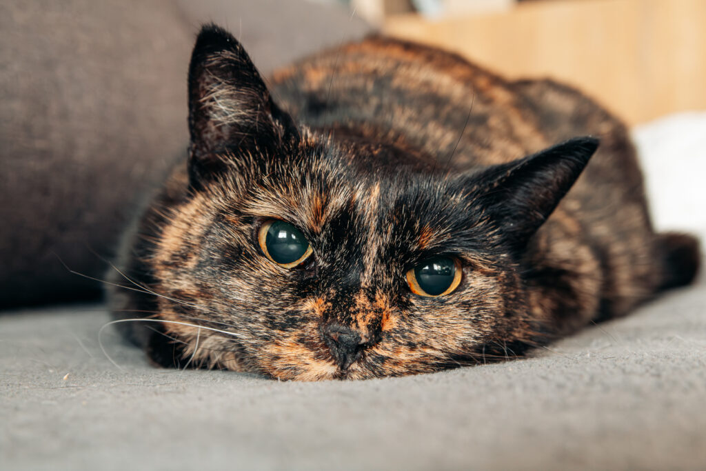 Lulu